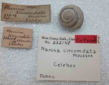 Media type: image; Malacology 232148 Description: An image of specimen MCZ:Mala:232148 and its labels.;